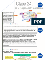 Clase 24. Ciclo Celular y Regulación Del Ciclo.