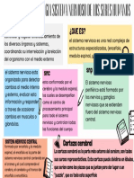 La Anatomia y Fisiologia Sistema Nervioso de Los Seres Humanos