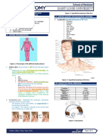 (ANAT) P.04 Muscles of Facial Expression