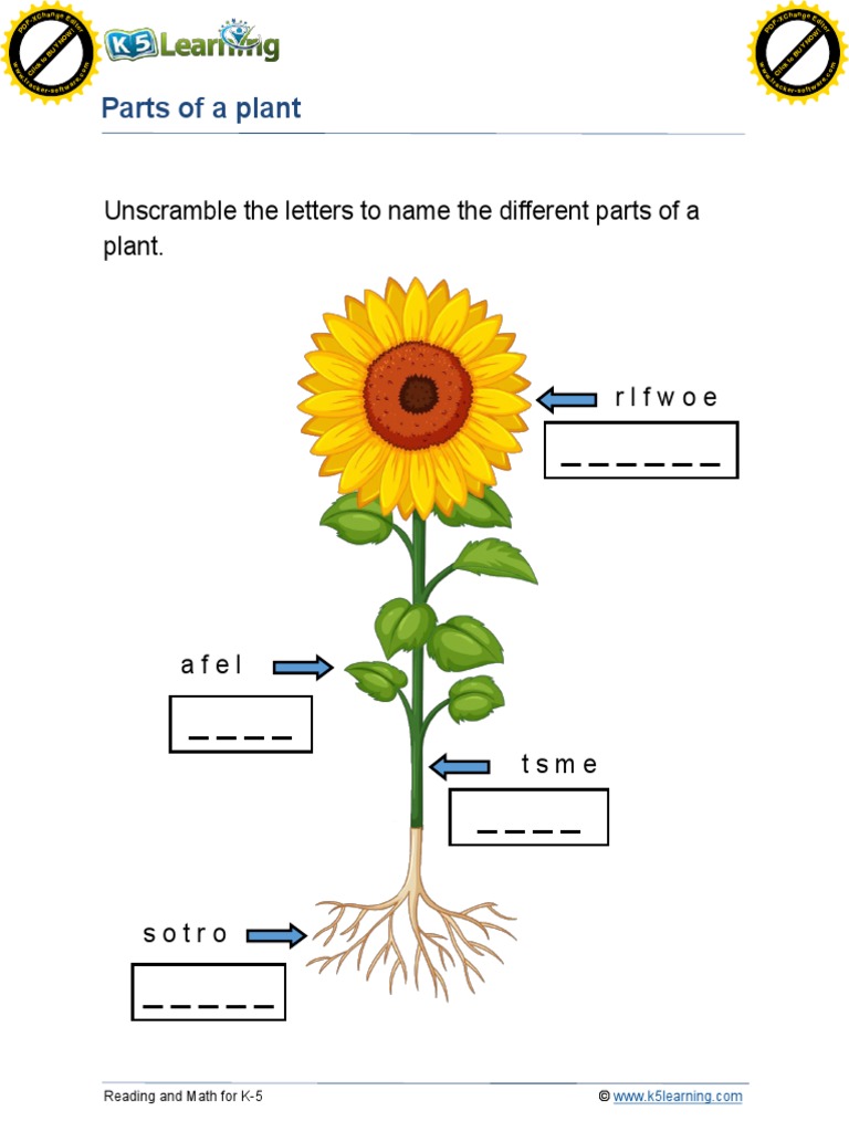 Parts of a Plant Worksheet for Grade 1 | PDF