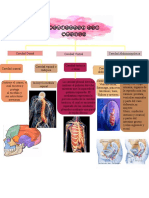 Cavidades Del Cuerpo Humano