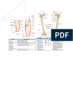 Anatomi Femur