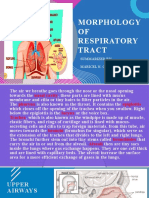 Morphology of Respiratory Tract