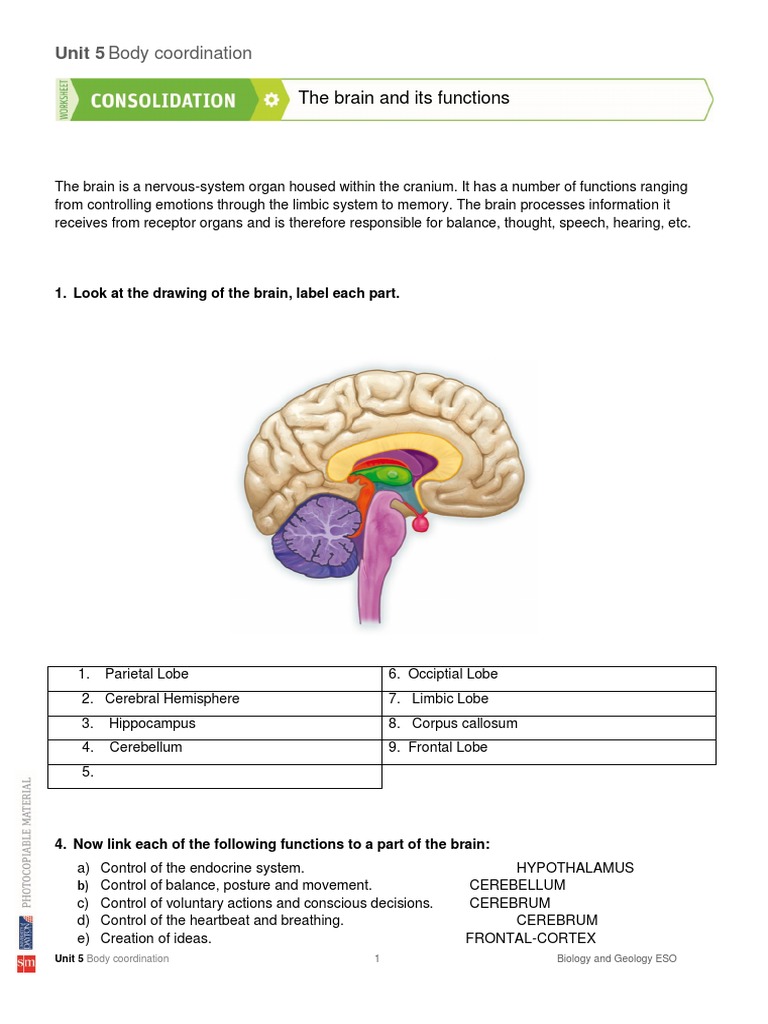 The Brain and Its Functions 1 | PDF