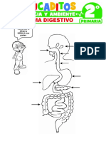 Sistema Digestivo para Segundo Grado de Primaria