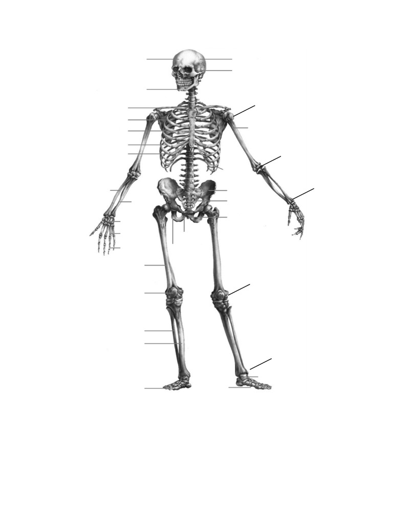 Aparato locomotor pdf