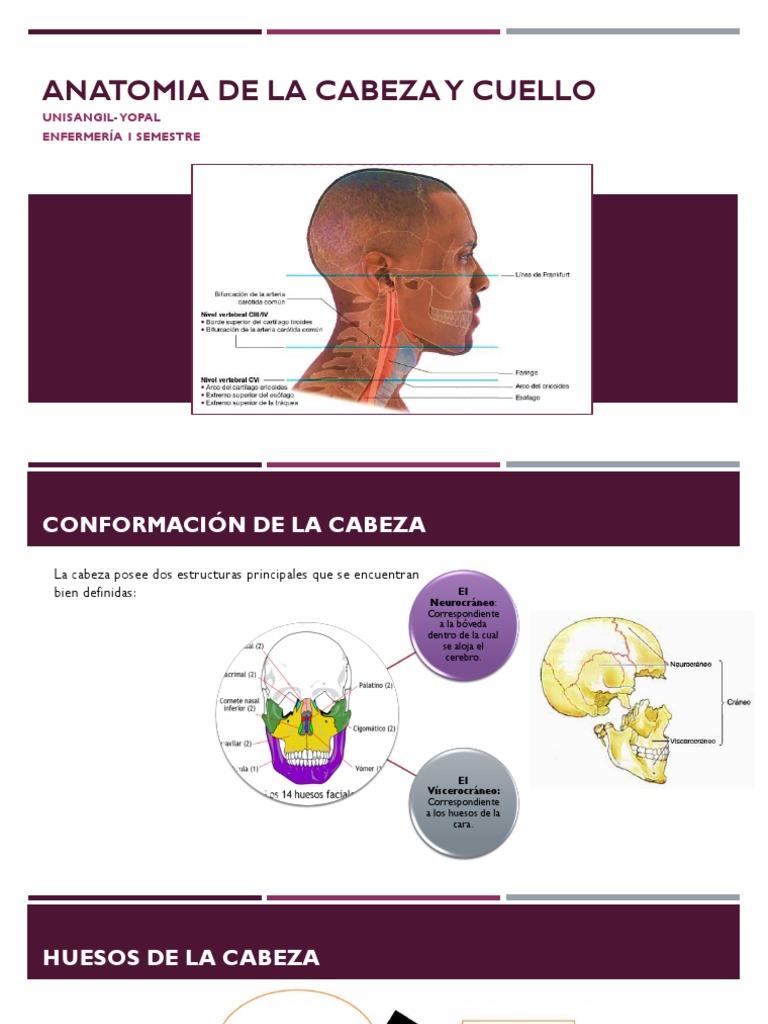 Anatomía de Cabeza y Cuello | PDF | Nariz humana | Cráneo