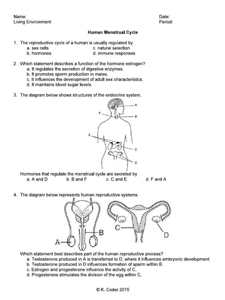 Menstrual Cycle P1 3 Questions Pdf