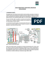Tráfico Vesicular Endocitosis y Exocitosis. Organelos Involucrados