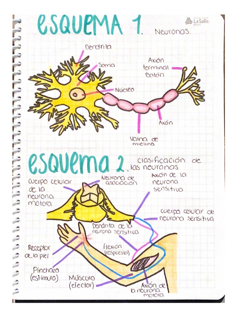 Esquemas Del Sistema Nervioso Pdf
