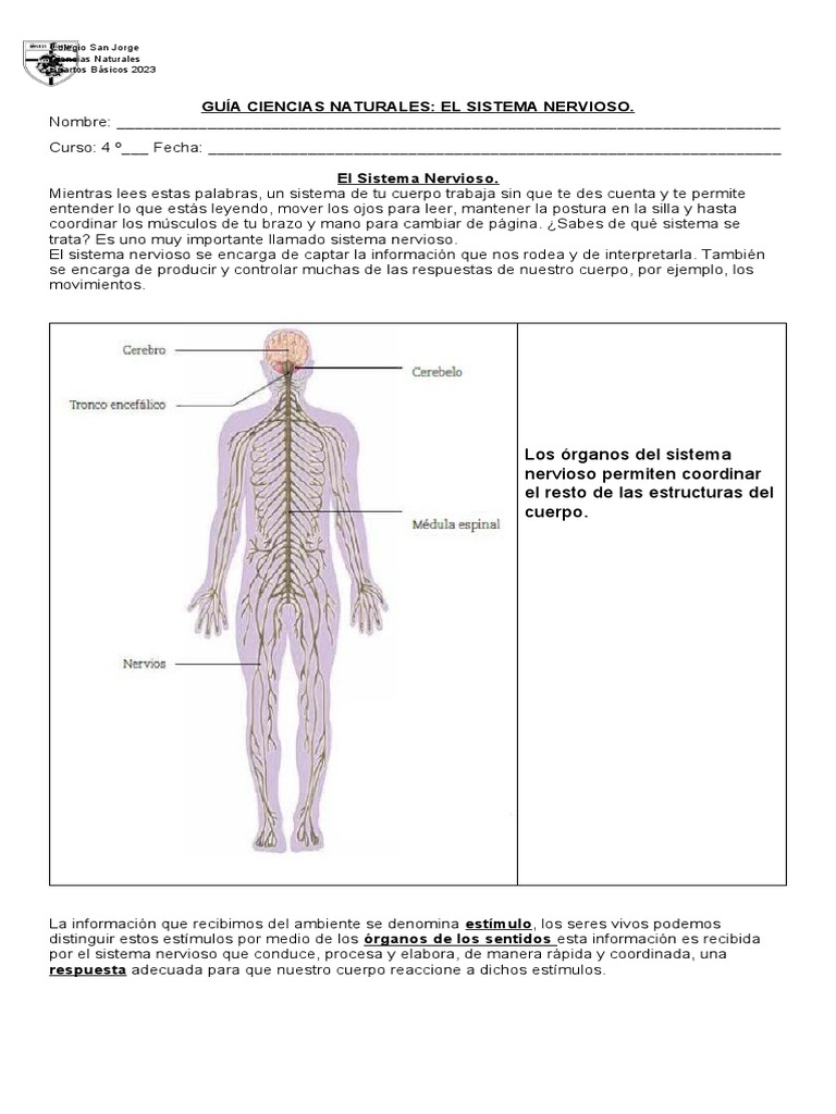 Guía del Sistema Nervioso 4º Básico | PDF | Cerebro | Sistema nervioso