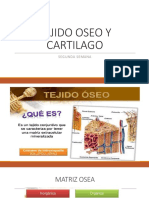Clase Tejido Oseo y Cartilago