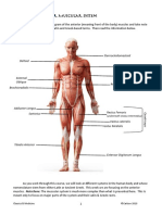 Anatomy of The Anterior Muscular System