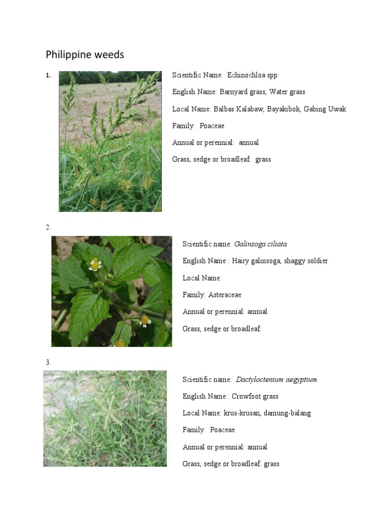 Philippine weeds pdf organisms botany