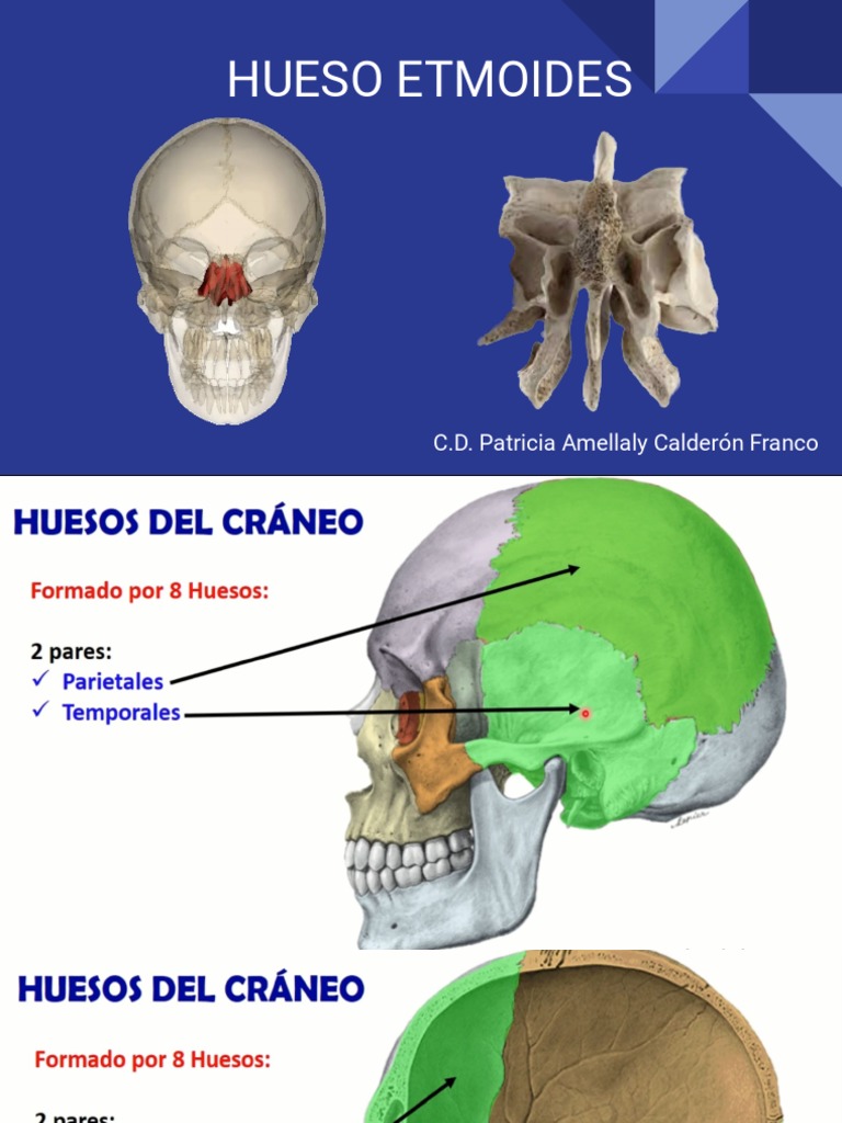 Hueso Etmoides | PDF