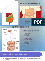 APARATO Digestivo