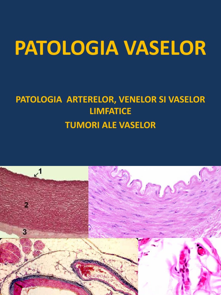 Vascular | PDF