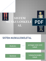 Sistem Muskulo