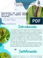 Determinacion Del Control Biologico Para El Gusano Cogollero (Diatraea Saccharalis) en Caña de Azucar en La Zona Productora de La Huasteca Potosina. (2)