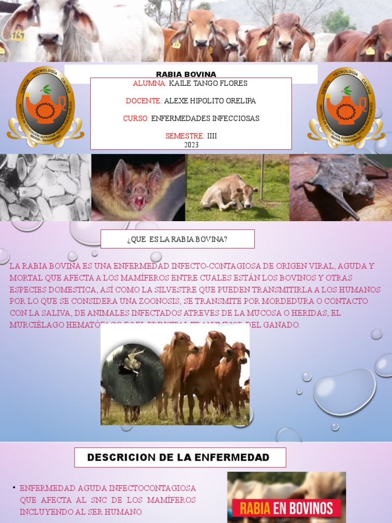 Rabia Bovina | PDF