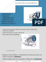 Diferenciacion de Los Somitas