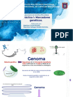 Seminario Marcadores Genéticos - Genética Microbiana