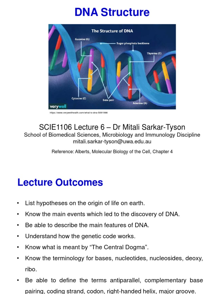 SCIE1106 Lec 6 DNA Structure 2023 MST | PDF | Nucleotides | Dna