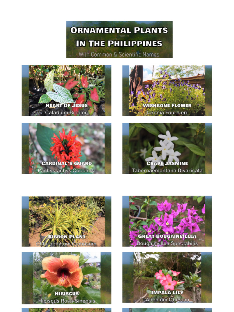 Sample Ornamental Plants | PDF
