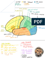 Schémas Cerveau Et Oeil 