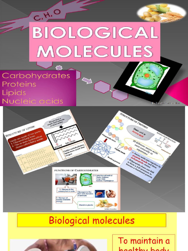 Biological Molecules PDF Proteins Dna