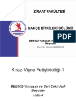 Kiraz Vişne Yetiştiriciliği 1