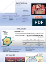 Parvovirus B 19