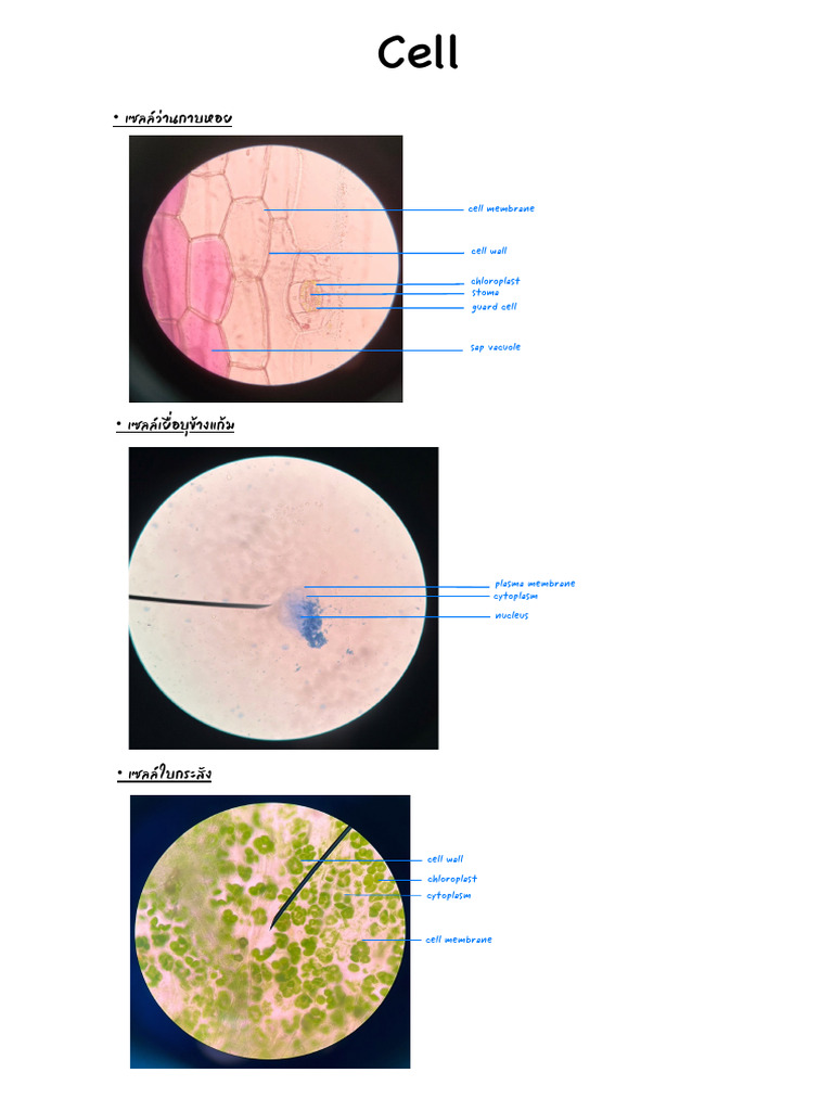 Bio4.3 Cell | PDF
