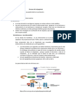 Proceso de La Apoptosis