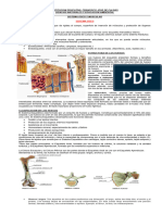 Guia Septimo Sistema Oseo y Muscular