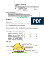 Ciencias Naturales Guía 3 Homeostasis 8°