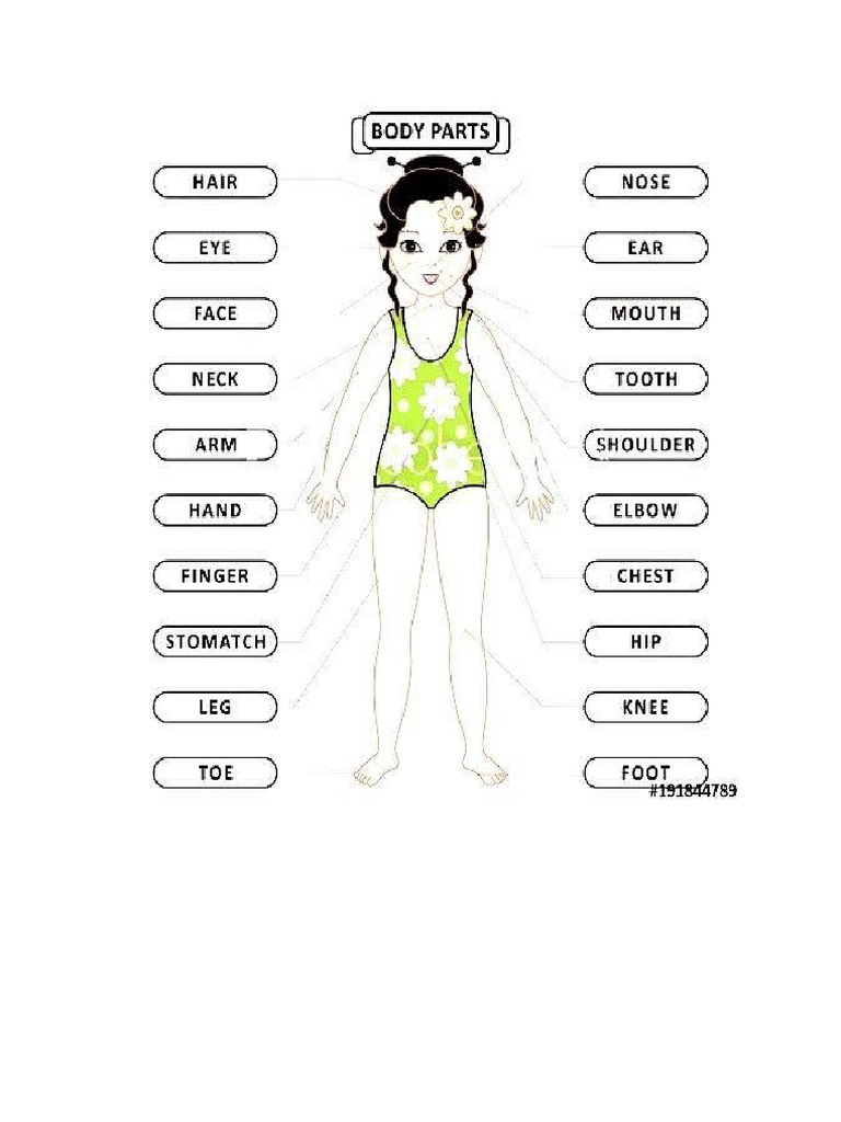 Partes Del Cuerpo | PDF