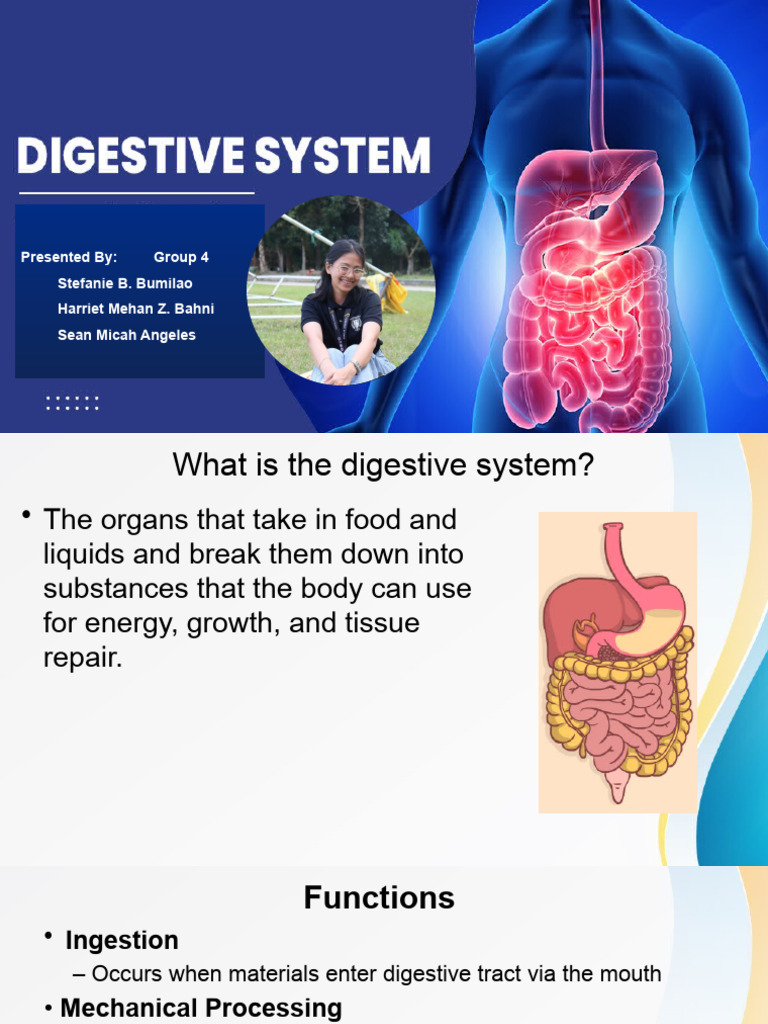 Overview of the Digestive System Functions | PDF | Gastrointestinal ...
