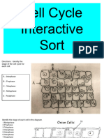 Cell Cycle Interactive Sort