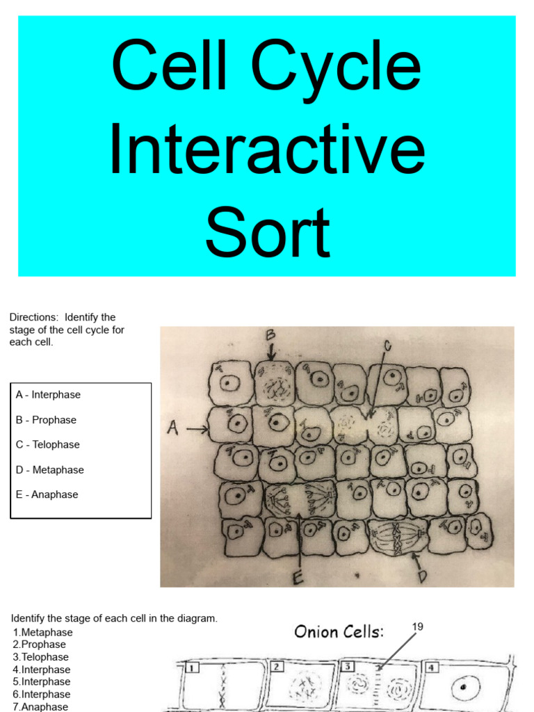Cell Cycle Interactive Sort Biology Diagrams