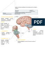 Guía de Anatomía Sesión 1