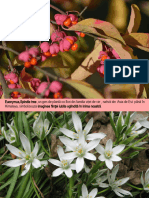 WWW - Nicepps.ro - 34297 - Simboluri de Plante IV