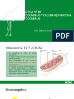 Práctica 7 - Mitocondria