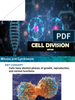Cell Cycle Mitosis