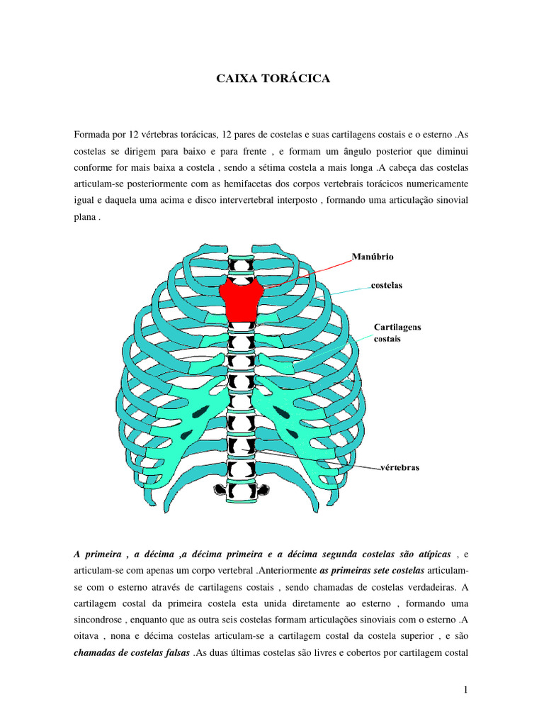 Caixa Torácica e Vias Respiratórias | PDF | Sistema respiratório | Pulmão