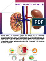 ANATOMIA DEL RIÑON. Clases de Inicio de Anatomía. Teoría UASD