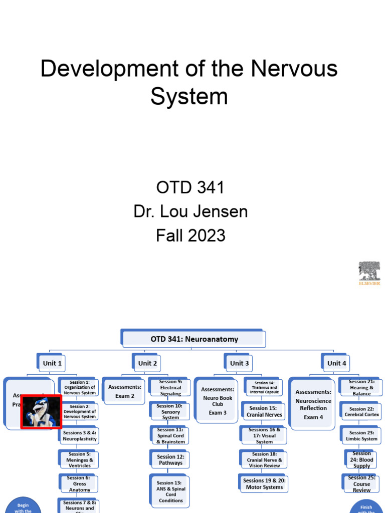 2 (Development) OTD 341 2023 PDF Nervous System Brainstem
