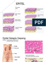 Jaringan Epitel: Epitel Selapis Gepeng Epitel Berlapis Gepeng