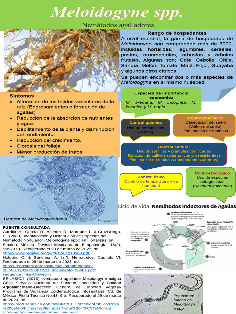 Meloidogyne | PDF | Organismos | Botánica