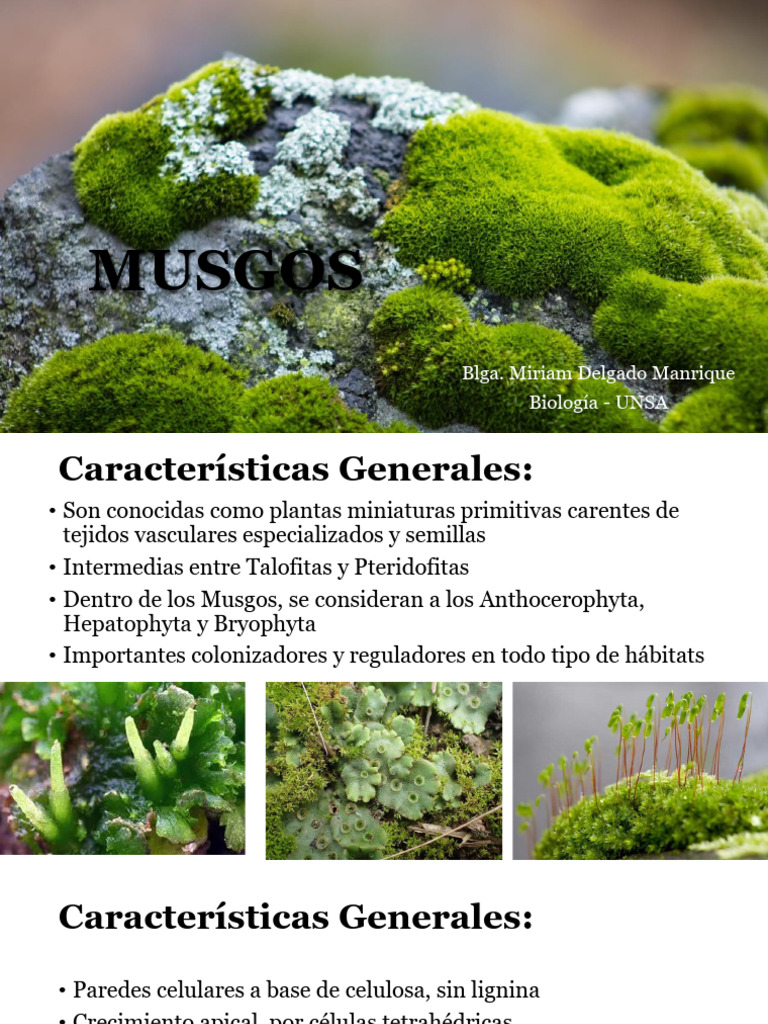 Los Musgos | PDF | Espora | Biología